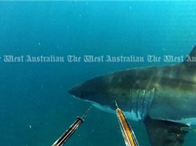 090712genshark3 17vn78h-17vn78j