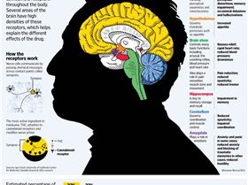 howMarijuanaAffectstheBrain