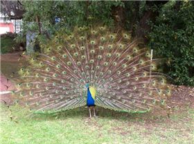 peacock