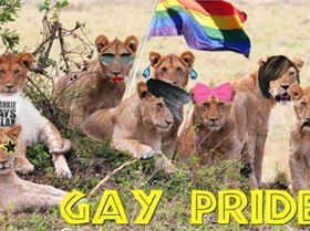 funny-puns-gay-pride large
