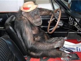 imagesmonkey-driver small