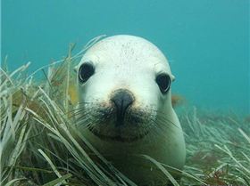 australian-sealion