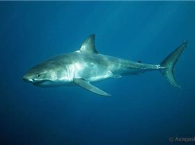 great-white-shark