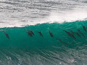 surfing-mag-dolphins-sharing-a-wave-windsurfing-magazine-forums-229658