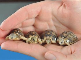 tortoise380593 438991409487912 894949841 n