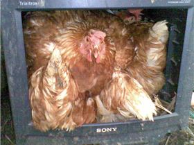 Chook (4 in TV)