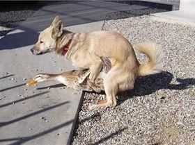 78%2520Duck-Dog%2520Hybrids%2520Would%2520Be%2520Rad