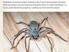 huntsman