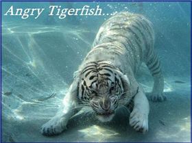funny-angry-tiger-underwater