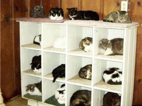 another silly cat photo