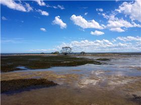 Sandstone Point low tide