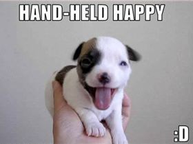 funny-cute-tiny-puppy-dog-smiling