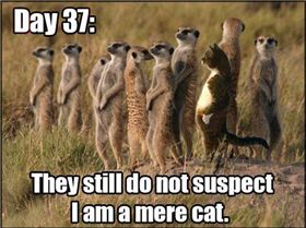 funny-cat-infiltrated-suricate