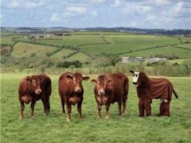 funny-cow-Halloween-costume