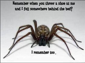 funny-scary-spider-creepy