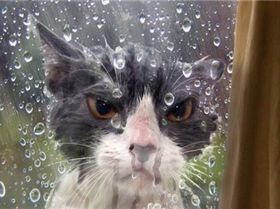 funny-angry-cat-wet-rain-outside