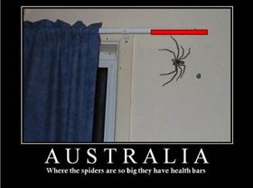 funny-huge-spider-australia-health-bar-pics