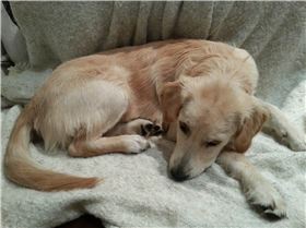 'Osso' (golden retriever) at 7 months