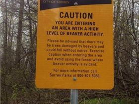 funny-Canada-things-maple-syrup-mooseB