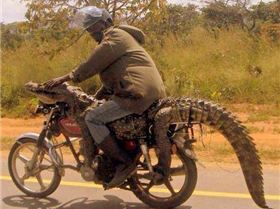 croc on bike