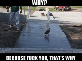 Duck Fuck U...