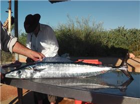 tantabiddi waho wales 022