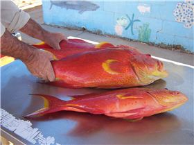 coranation trout 003