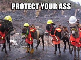 funny-donkey-work-helmet