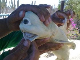 OneEyedShark main 1018