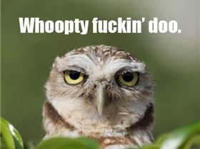 funny-bored-owl-face