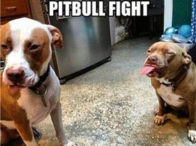 pitbull-fight
