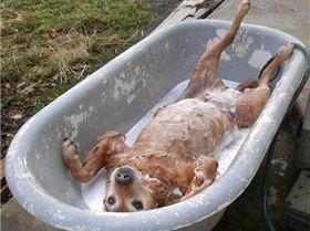 Amazing Hd Funny Dog Pictures ldsea Pak101(dot)com