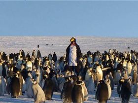 funny-penguin-suit-worker