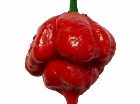 TrinidadScorpion  03167 1362270660 1280 1280