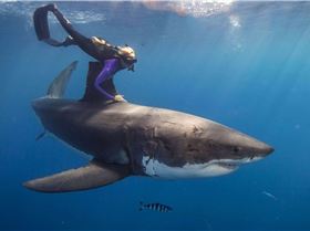 ??? The woman who swims with sharks-1743578