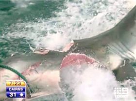 Great white bitten by greater white