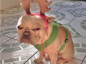 Xmas dog