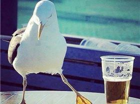 1509217 10151776588156353 2118256332 n