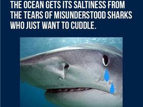 funny-shark-crying-tears