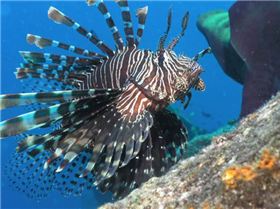 Lionfish 5