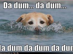 funny-dog-pictures-dog-pretends-to-be-a-shark