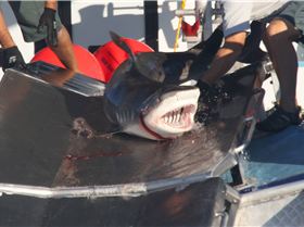 1781616 10152261822435856 405848602 o