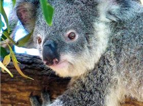 Koala