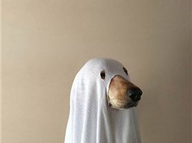 tumblr n1pcrvQBX81sn75h6o1 500