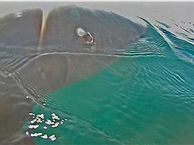 1795795 1392321214375206 1204198983 o