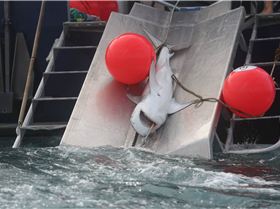 1890535 617996631609512 1515079520 o