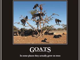 Goats