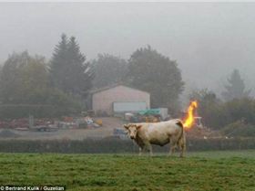 photos-mess-with-mind-cow-farts-fire