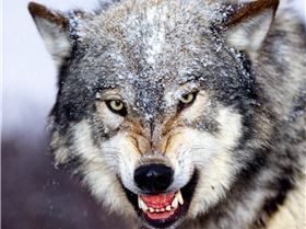 Bared Teeth  Grey Wolf