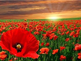 9315 red-poppy-flowers-1280x800